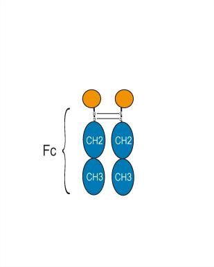 Experimental Validation Results for Briobacept